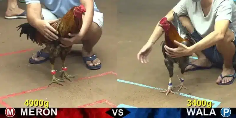 Bạn bè chia sẻ thông tin các trang web đá gà uy tín Bạn bè chia sẻ thông tin các trang web đá gà uy tín