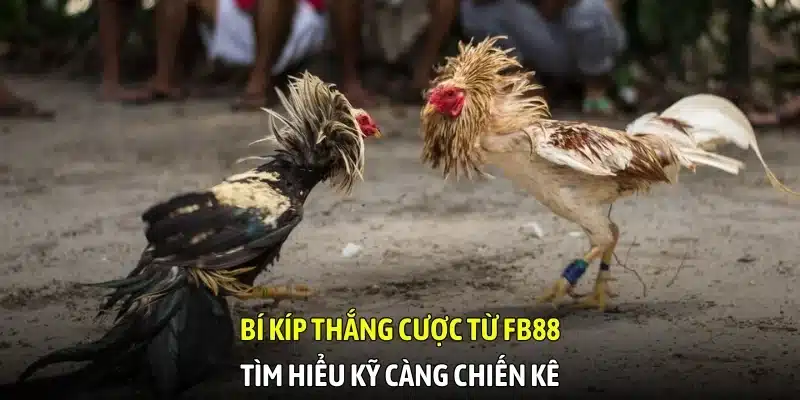 Bí kíp thắng cược từ FB88 - Tìm hiểu kỹ càng chiến kê Bí kíp thắng cược từ FB88 - Tìm hiểu kỹ càng chiến kê