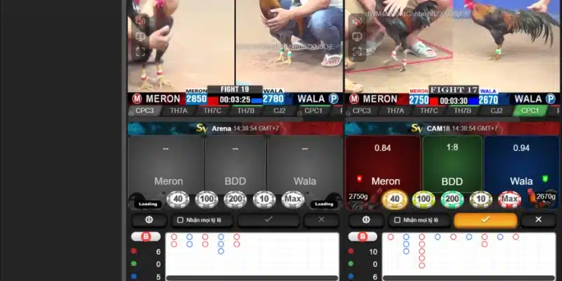 Cá cược đá gà phải dựa vào phong độ và khả năng chiến đấu Cá cược đá gà phải dựa vào phong độ và khả năng chiến đấu