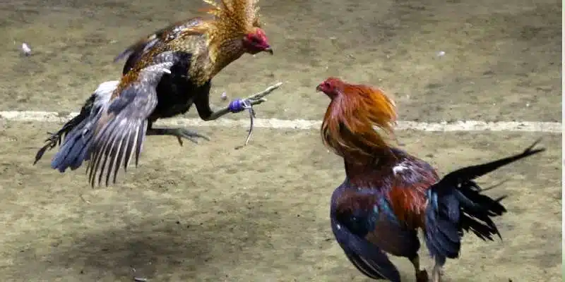 Cá cược đá gà tại FB88