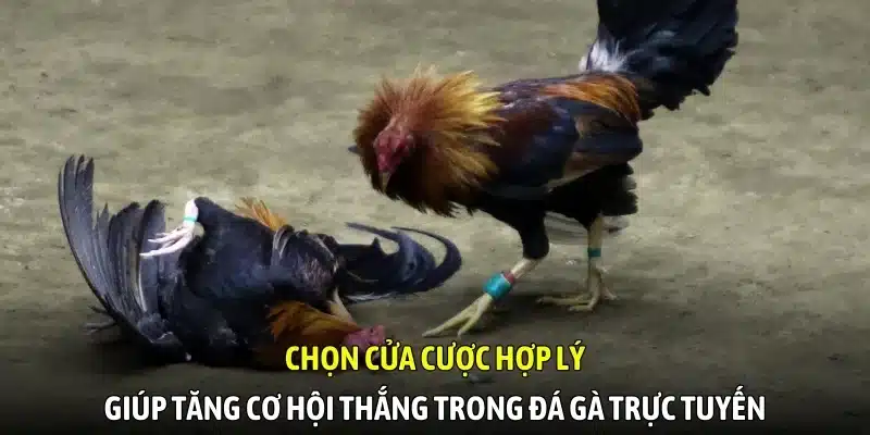 Chọn cửa cược hợp lý giúp tăng cơ hội thắng trong đá gà trực tuyến