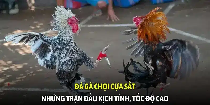 Đá gà chọi cựa sắt - Những trận đấu kịch tính, tốc độ cao Đá gà chọi cựa sắt - Những trận đấu kịch tính, tốc độ cao