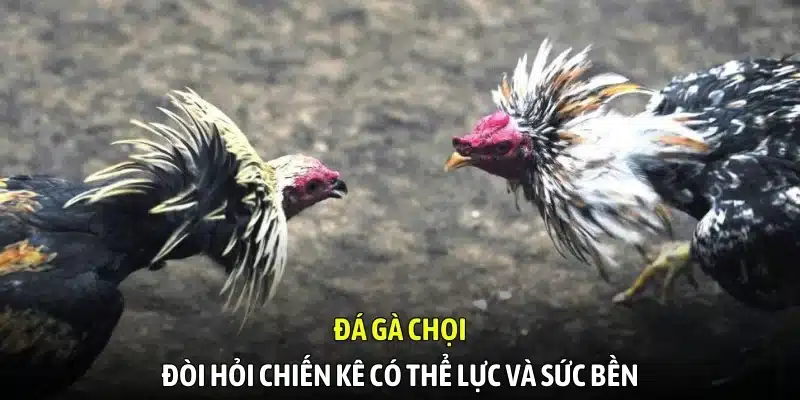 Đá gà chọi đòi hỏi chiến kê có thể lực và sức bền Đá gà chọi đòi hỏi chiến kê có thể lực và sức bền