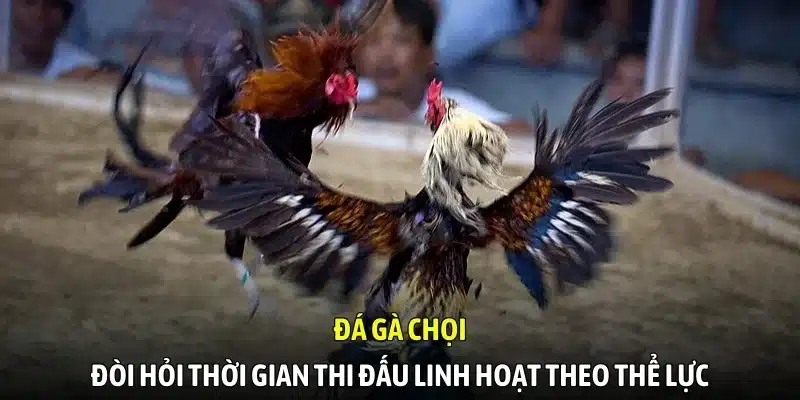 Đá gà chọi đòi hỏi thời gian thi đấu linh hoạt theo thể lực Đá gà chọi đòi hỏi thời gian thi đấu linh hoạt theo thể lực