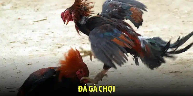 Đá gà chọi - FB88