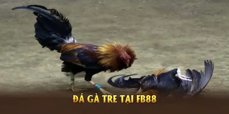 Đá gà tre tại FB88