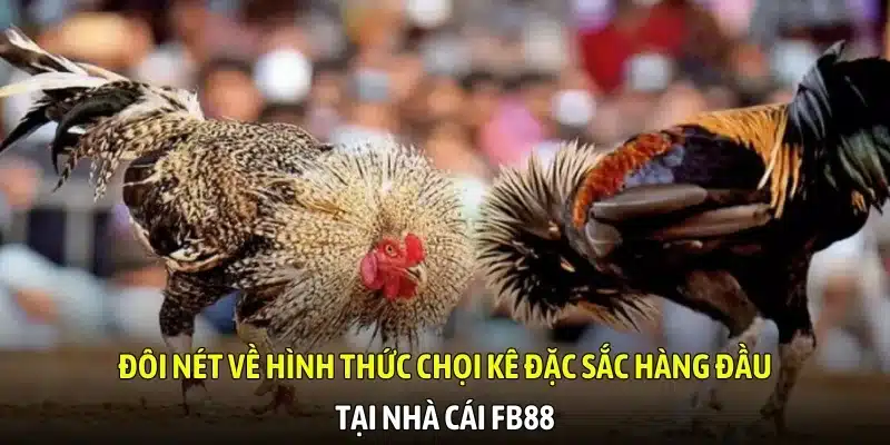 Đôi nét về hình thức chọi kê tại nhà cái FB88 Đôi nét về hình thức chọi kê tại nhà cái FB88