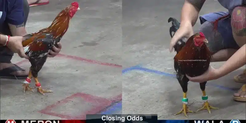 FB88 cập nhật nhanh kết quả trận đấu đá gà cựa dao FB88 cập nhật nhanh kết quả trận đấu đá gà cựa dao