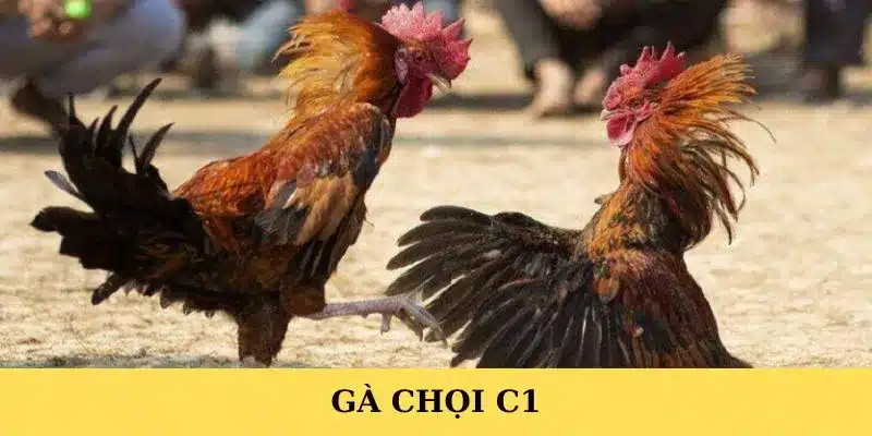 Gà chọi C1 - FB88