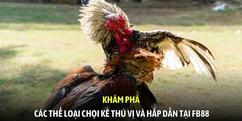 Khám phá các thể loại chọi kê thú vị và hấp dẫn tại FB88
