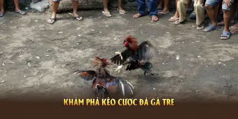 Khám phá kèo cược đá gà tre để tối ưu chiến lược và cơ hội thắng