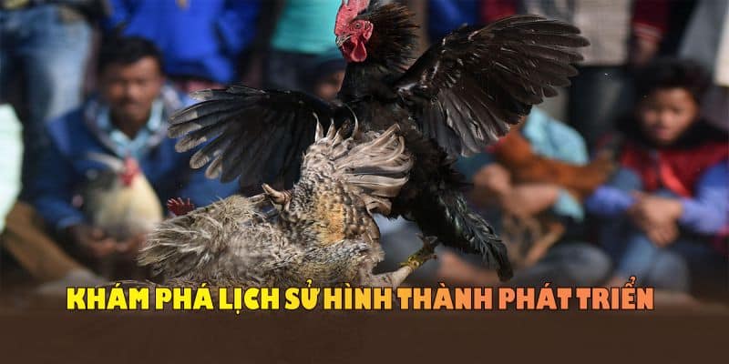 Lịch sử hình thành và phát triển của đá gà nòi