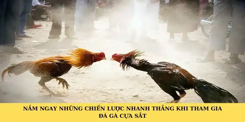Nắm ngay những chiến lược nhanh thắng khi tham gia đá gà cựa sắt Nắm ngay những chiến lược nhanh thắng khi tham gia đá gà cựa sắt