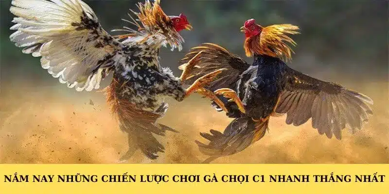 Nắm nay những chiến lược chơi gà chọi C1 nhanh thắng nhất