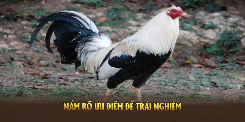 Nắm rõ ưu điểm để trải nghiệm đá gà tre tại FB88