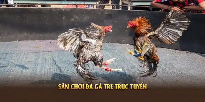 Sân chơi đá gà tre trực tuyến 