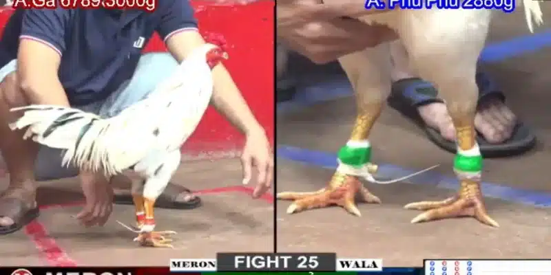 Tìm kiếm trang trực tiếp đá gà trên các công cụ tìm kiếm Tìm kiếm trang trực tiếp đá gà trên các công cụ tìm kiếm