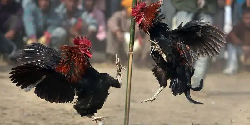 Trang đăng ký đá gà cựa dao trực tiếp công bằng và minh bạch Trang đăng ký đá gà cựa dao trực tiếp công bằng và minh bạch