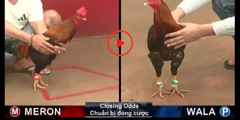 Fb88 - Trang Đăng Ký Đá Gà Cựa Dao Trực Tiếp