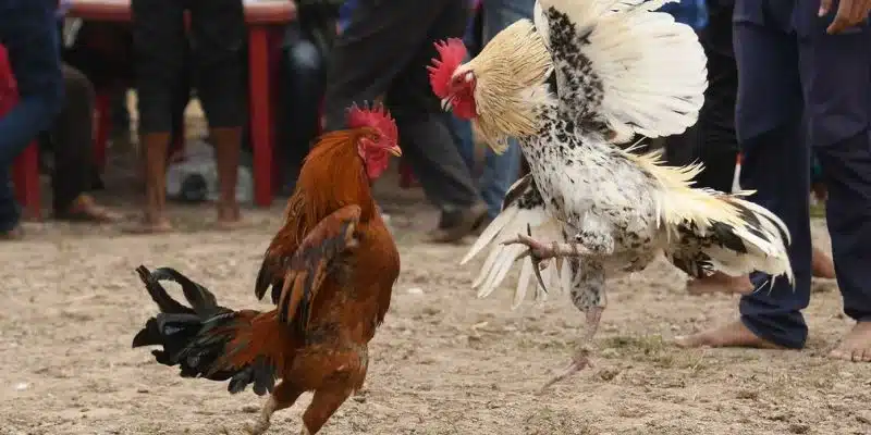 Trang đăng ký đá gà cựa dao trực tiếp FB88 đảm bảo trải nghiệm tốt nhất Trang đăng ký đá gà cựa dao trực tiếp FB88 đảm bảo trải nghiệm tốt nhất